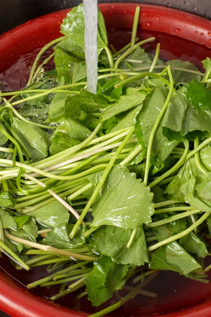 Washing pennywort in sink