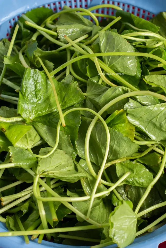 Letting pennywort dry on strainer